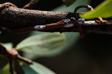 White bug. Membracis close up.