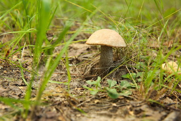 edible mushroom close up in the forest with copy space
