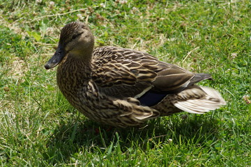 mallard duck