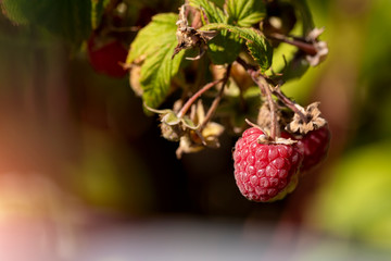 Close-up macro view of ripe fresh tasty juicy organic red raspberry growing on bush at agricultural...