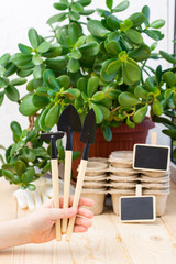 Home gardening concept. Children's hand holds a set of garden tools for planting plants on the background of paper pots and plants on the windowsill