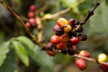 Planta de café con una mosca