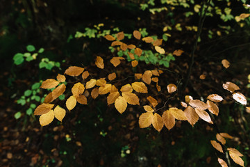 Detail of small beech growing as if floating, in beech forest on a wet autumn morning with green and gold colors on a blanket of fallen leaves.
