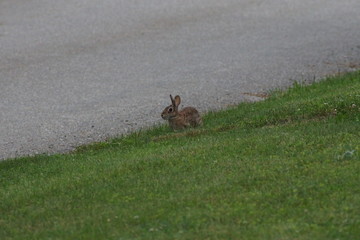 rabbit on the grass