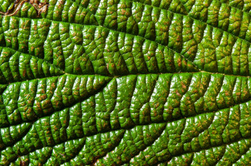 Macro shot of a green leaf of a garden shrub, highly structured. Abstract illustration.