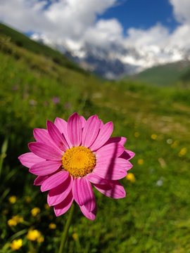 Lovely wild pink daisy in the Caucasian Mountains bloomin during warm summer day. Flower on the hike from Mestia to Ushguli