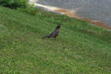 bird