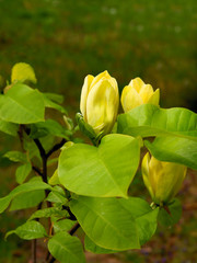 yellow flowers of ornamental tree Liriodendron tulipifera.