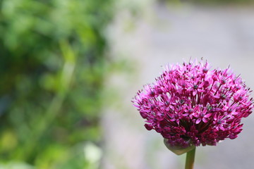Zierlauch oder Kugellauch (Allium) - Bl&uuml;te &ouml;ffnet sich