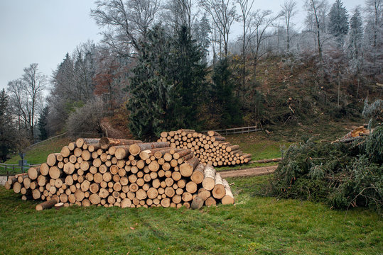 Harvesting timber after a storm