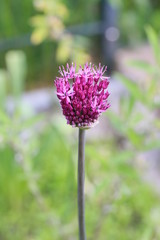 Zierlauch oder Kugellauch (Allium) - Bl&uuml;te &ouml;ffnet sich