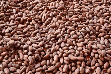 Cocoa beans in a pile to be processed