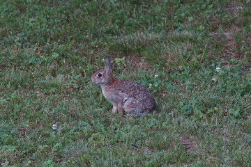 rabbit on the grass