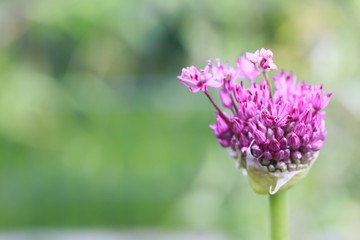 Zierlauch oder Kugellauch (Allium) - Bl&uuml;te &ouml;ffnet sich