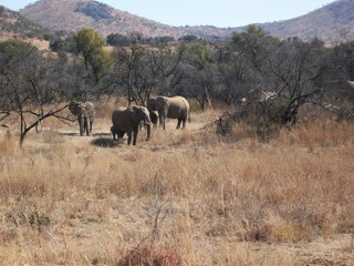 Obraz premium herd of elephants