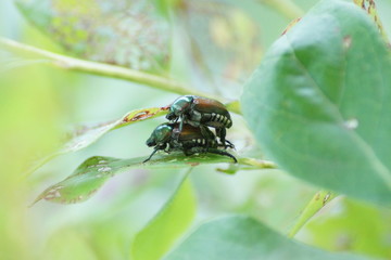 beetle on the beetle