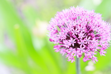 Zierlauch oder Kugellauch (Allium) - Blüte öffnet sich