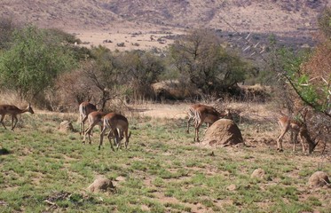 Group of impala