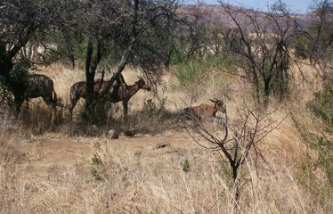 Naklejka na ściany i meble impala in the savannah