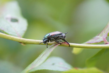 macro shot of beetle