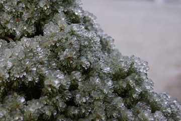 ice on tree