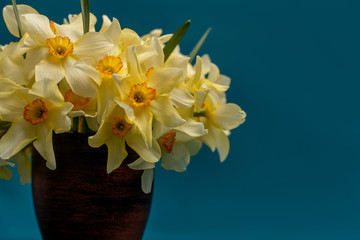 A bouquet of daffodils close-up in a clay vase. White daffodils with a yellow middle, useful for postcards, backgrounds, greetings, there is a place for inscription.