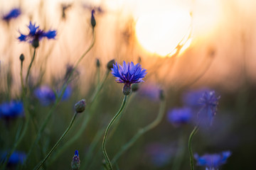 Cornflower in the sunset on a meadow - obrazy, fototapety, plakaty