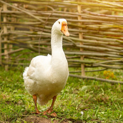 Naklejka na ściany i meble Pets, white goose walks on the green grass in the summer in the sun. Copy space