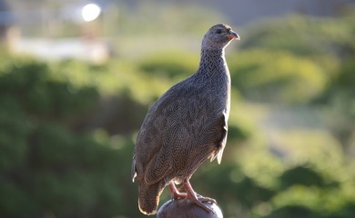 matrix; partridge; sand‐grouse