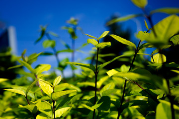 yellow flowers on blue background