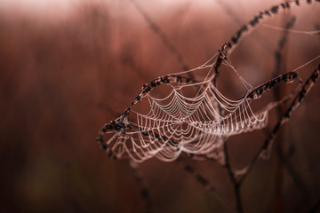 Autumn spriderweb with dewdrops
