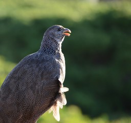 matrix; partridge; sand‐grouse