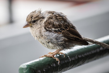 sparrow on a fence