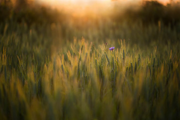SIngle cornflower in a field of wheat in sunlight
