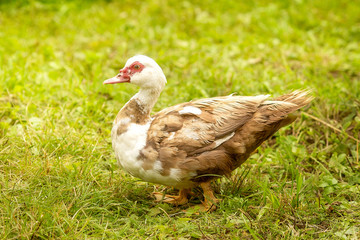 Pets, duck walks on the green grass in the summer in the sun