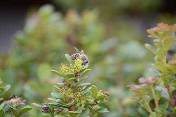 bee on a flower