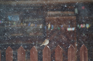Little sparrow sitting on a fence in a snow storm