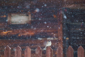 Sparrow sitting on a fence in a snow