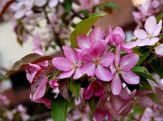 Crab apple tree with pretty pink flowers at spring