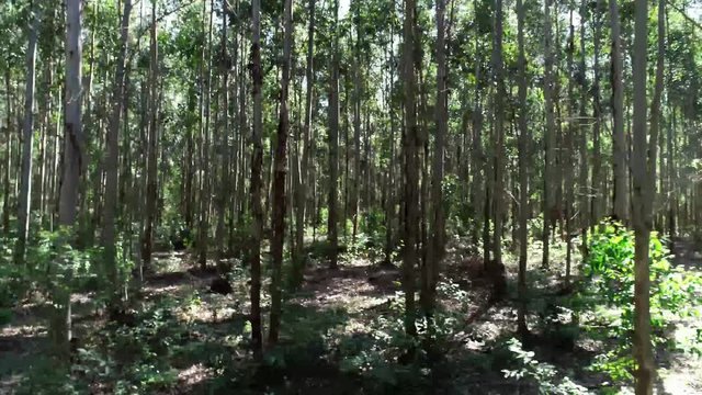 bosque 
