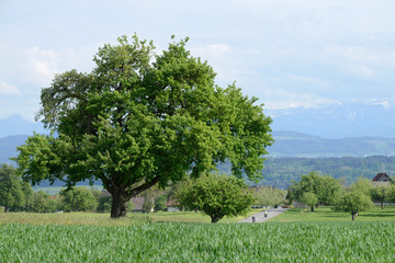 arbre et route au milieu des champs et de la campagne - Suisse