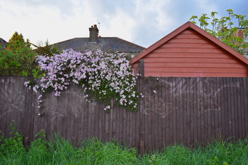 Sweetly scented pink clematis over wooden fence of a house in north west London zone 2. Deciduous climber plant which loses all its leaves in autumn but fresh new green foliage appears again in spring