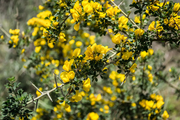 yellow flowers in the garden