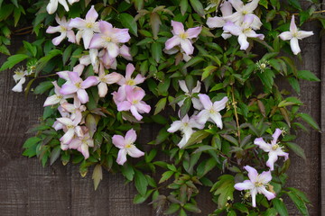 Naklejka premium Sweetly scented pink clematis flowers amid purple flushed green leaves. This deciduous climber is ideal for covering a wall or fence in sun or partial shade It often outgrows the space intended for it