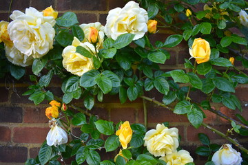 Roses are multi petal thorny hardy low maintenance plants Most commonly used as ornamental plant grown for its flowers or in perfume industry The nice scent comes from microscopic glands on the petals