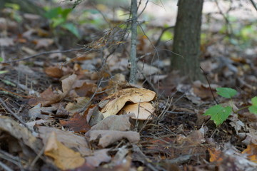 mushrooms in the forest
