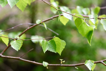 Springtime, new and fresh green leaves of birch trees