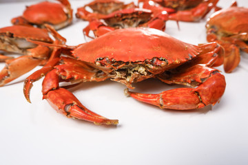 red crab on white background