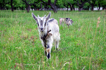 Organic farming. Little goat with horns grazing in the meadow. A child of a goat with a chain around his neck against the forest