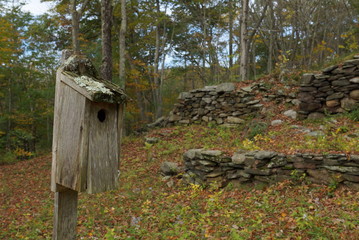 bird house in the forest